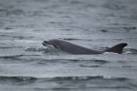 Common bottlenose dolphin (Tursiops truncatus) adult marine mammal on the surface of the sea, Scotland, United Kingdom