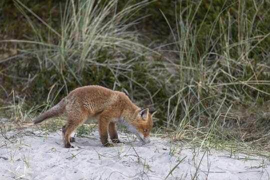 A red fox pup (Vulpes vulpes) examines the droppings of a sibling, cub rearing, animal children, cute, playful, courtship, May, Denmark