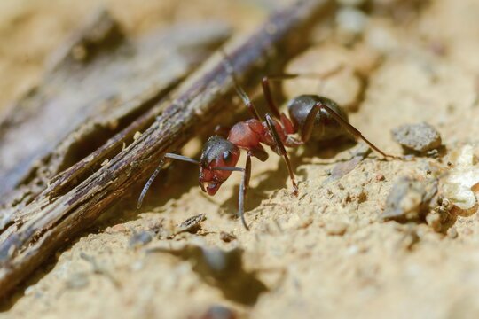 Ants, ant, blood-red ant, blood-red predatory ant, Formica sanguinea, formicidae, hymenoptera, predatory ant, insects, insects