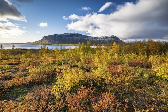 Autumn fell landscape, Stora Sj&ouml;fallet National Park, Laponia, Norrbotten, Lapland, Sweden