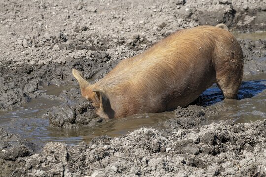 Duroc pig, old domestic breed from the USA, Eggen-Hof, Vomp, Tyrol, Austria