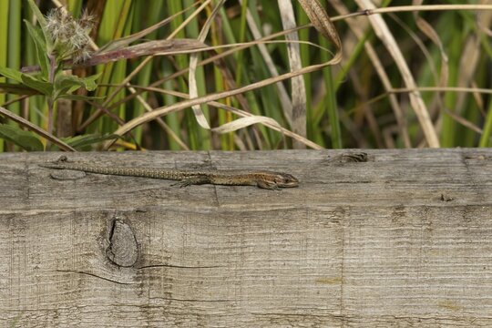 Common lizard (Zootoca vivipara) adult reptile resting on a wooden sleeper, England, United Kingdom