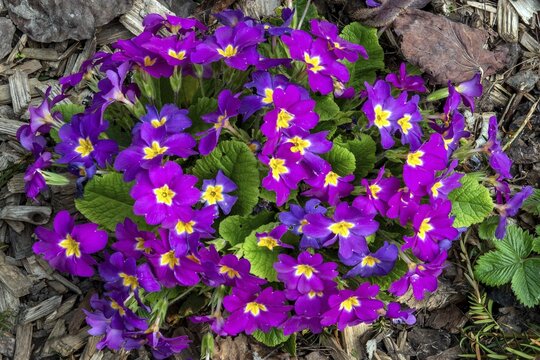 Purple primrose (Primula sp.), Baden-W&uuml;rttemberg, Germany