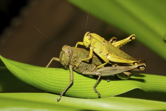 Long-horned grasshoppers (Ensifera) at mating, island Selayar, South Sulawesi, Sulawesi, Indonesia