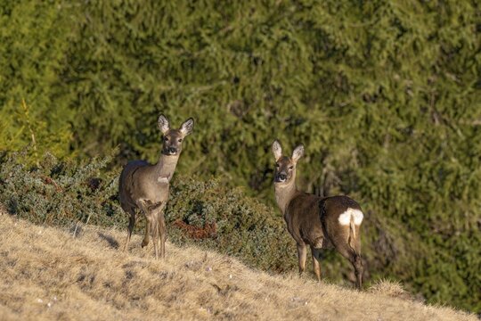 Roe deer (Capreolus capreolus), female, standing at the edge of the forest in spring, Loassattel, Pillberg, Tyrol, Austria