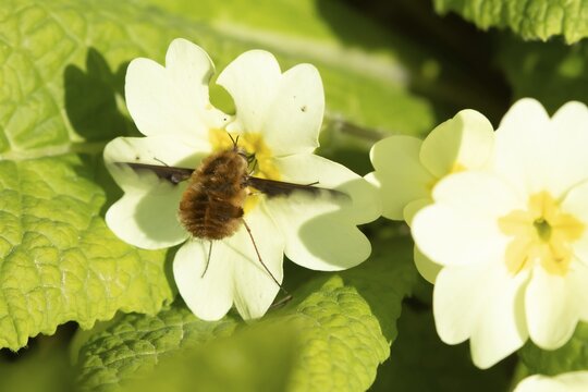 Large bee fly (Bombylius major) adult insect feeding on a Wild primrose (Primula vulgaris) flower in spring, England, United Kingdom
