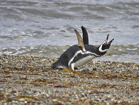 Magellan Penguin (Spheniscus magellanicus), Patagonia, Chile, South America