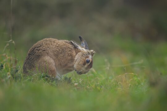 European brown hare (Lepus europaeus) adult animal washing itself in grassland, Suffolk, England, United Kingdom