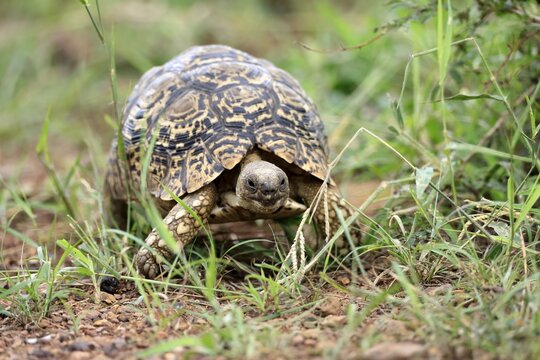 Panther tortoise (Testudo pardalis), adult, running, foraging, Pilanesberg National Park, North West Province, South Africa