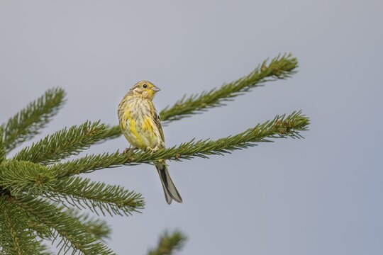 The exact species identification of fledged young birds is difficult, but for experienced ornithologists this yellowhammer (Emberiza citrinella) is easy to identify, Germany