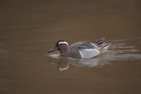 Garganey (Anas querquedula) adult male duck on a lake, England, United Kingdom