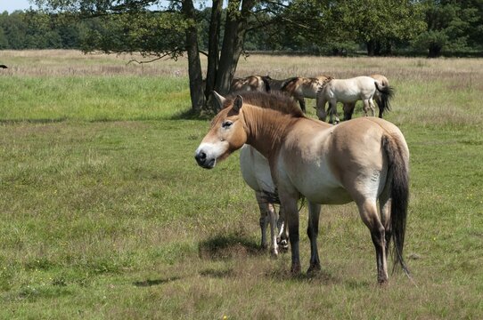 Asian wild horse, Equus Przewalskii, Mongolian wild horse, odd-toed ungulates, perissodactyla, Przewalski's horse, tachi, horses, mammals, horses, mammals, impair ungulates