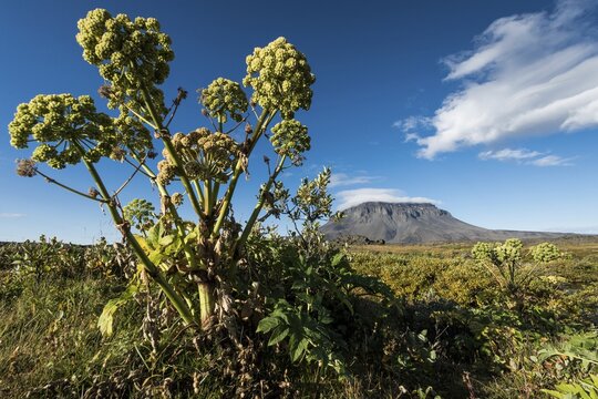 Norwegian angelica (Angelica archangelica) Her&eth;ubrei&eth;arlindir oasis, Her&eth;ubrei&eth; or Herdubreid table volcano in the background, Icelandic highlands, Iceland