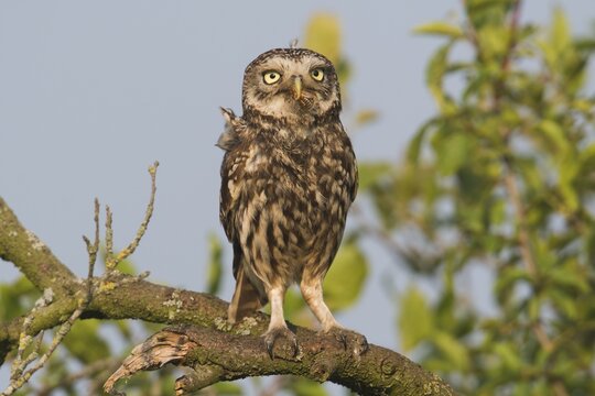 Little owl (Athene noctua) with cockchafer, Emsland, Lower Saxony, Germany