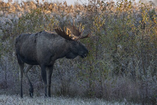 Softwoods such as birch and willow play an important role in the foraging behaviour of bull moose (Alces alces), hoarfrost, October, Denmark
