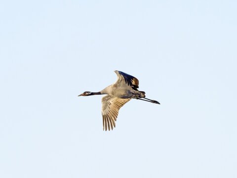 Common crane (Grus grus), flying, Upper Lusatia, Saxony, Germany