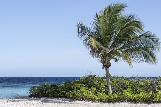 Coconut palm (Cocos nucifera) on the beach, Curacao