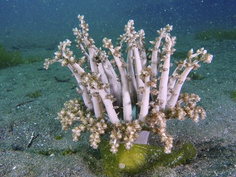 Tree anemone, hellfire (Actinodendron arboreum), sea anemone, on a sandy bottom in blue seawater. Secret Bay Dive Site, Gilimanuk, Bali, Indonesia