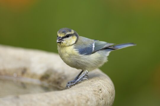 Blue tit (Cyanistes caeruleus) adult garden bird on a bird bath in summer, England, United Kingdom