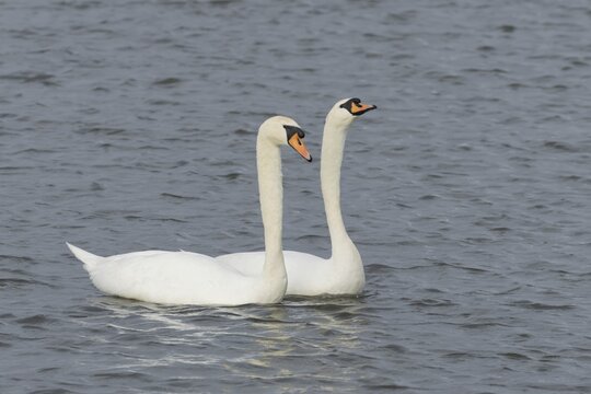 Mute swan (Cygnus olor) two adult birds performing their courtship love display on the water of a lake, England, United Kingdom