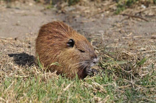 A musk rat (Ondatra zibethicus) with brown fur crouches on the grass, searching for food, Camargue, Provence, France