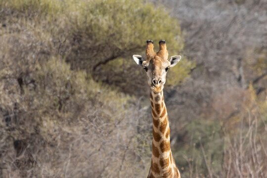 Southern giraffe (Giraffa giraffa) adult animal in a savannah grassland, Limpopo, South Africa