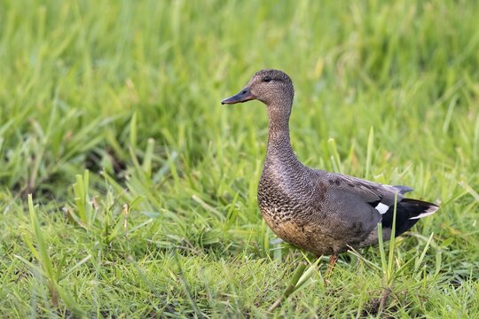 Gadwall (Mareca strepera) in a wet meadow, Ochsenmoor, Lake D&uuml;mmer, H&uuml;de, Lower Saxony, Germany