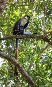 Red-tailed guenon or Congo white-nosed guenon (Cercopithecus ascanius schmidti), sitting on a tree, eating a fruit, Bigodi, Western Region, Uganda