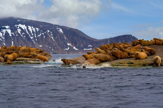 Large group of Walrus (Odobenus rosmarus) running in stampede into water, Parry Island, Svalbard Archipelago, Norway