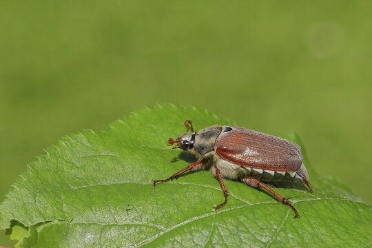 Cockchafer (Melolontha melolontha), field cockchafer, female on a leaf, Wilden, North Rhine-Westphalia, Germany