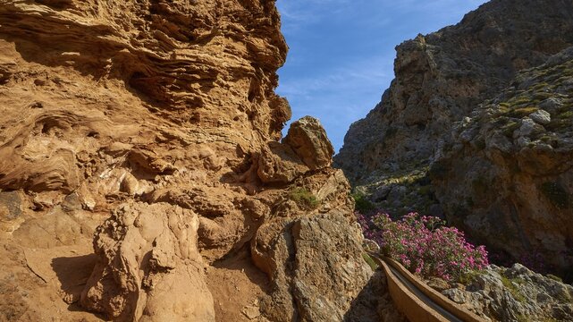 Spring in Crete, Oleander (Nerii) bush next to water gully, bizarre reddish rock formation on left, wall of gorge in shadow on right, Valley of the Dead, Zakros Gorge, Zakros, Eastern Crete, Crete Island, Greece