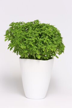 Small-leaved basil (Ocimum basilicum picolino), in pot, leaves, herbs, Ellerstadt, Germany