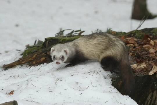 Ferret (Mustela putorius furo) in the snow on an old tree stump, pet keeping, Allg&auml;u, Bavaria, Germany