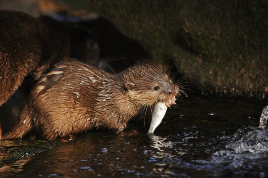 Dwarf otter or oriental small-clawed otter (Aonyx cinerea), juvenile with fish, captive, occurring in Asia