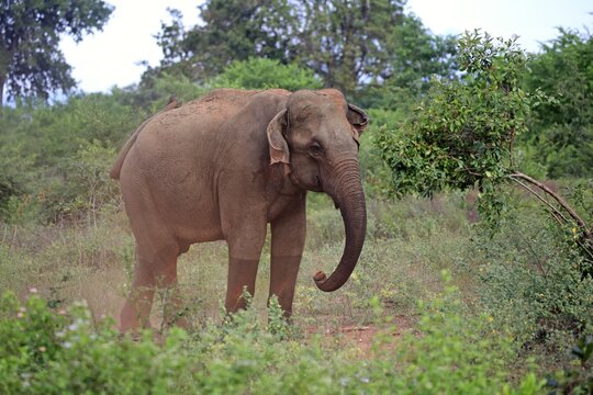 Sri Lankan elephant (Elephas maximus maximus), adult male taking dust bath, Bundala National Park, Sri Lanka