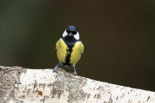 Great tit (Parus major) adult garden bird on a tree branch, Wales, United Kingdom