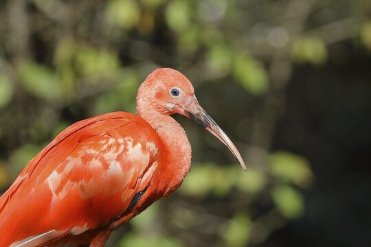 Red Sickler or scarlet ibises (Eudocimus ruber), Occurrence in South America, captive, Hesse, Germany