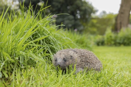 European hedgehog (Erinaceus europaeus) adult animal on an urban garden grass lawn in the spring next to longer grass, England, United Kingdom