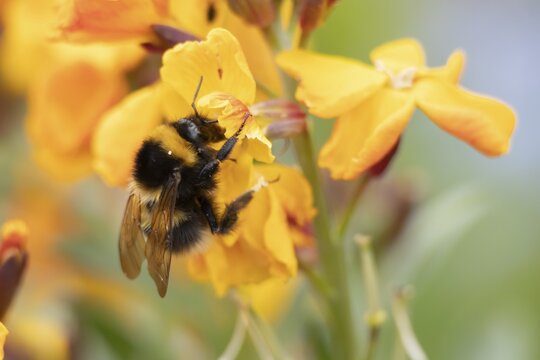 Buff tailed bumble bee (Bombus terrestris) adult feeding on a Wallflower flower, England, United Kingdom