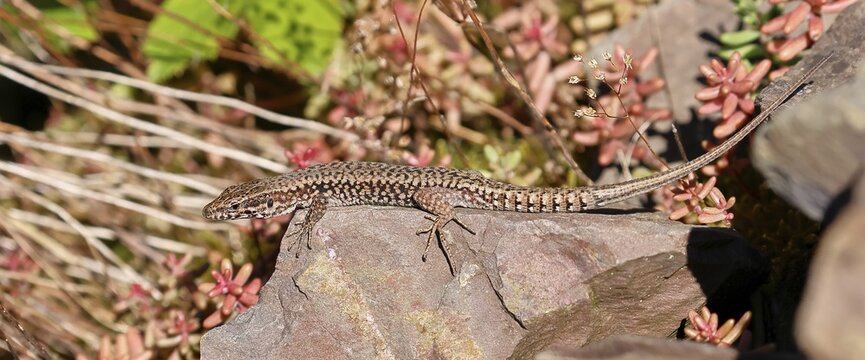 Wall lizard (Podarcis muralis), European wall lizard, in a vineyard, portrait, reptiles, animals, lizards, Cochem, Moselle, Rhineland-Palatinate, Germany