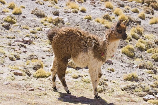 Llama (Lama glama), Regi&oacute;n de Antofagasta, Chile, South America