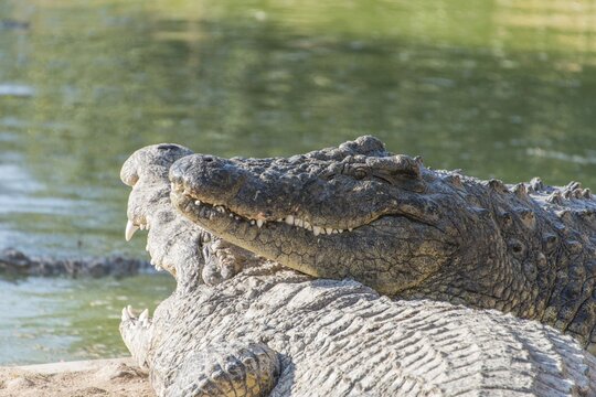 Nile Crocodiles (Crocodylus niloticus), crocodile ranch, Otjiwarongo, Namibia