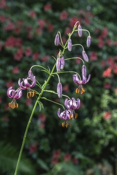 Martagon lily (Lilium martagon), Emsland, Lower Saxony, Germany