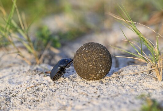 Dung beetle (Catharsius gorilla) rolling a dung ball, Loango National Park, Parc National de Loango, Ogoou&eacute;-Maritime Province, Gabon