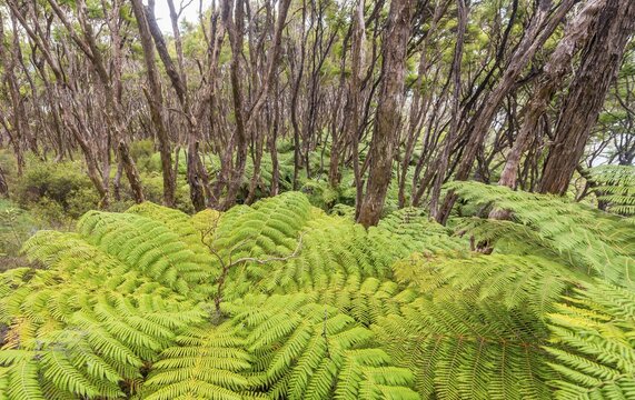 Forests with tree ferns (Cyatheales), Abel Tasman National Park, Southland, New Zealand