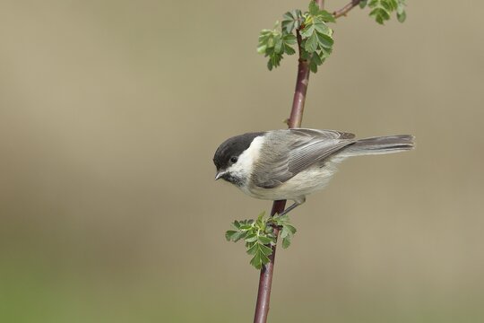 Willow tit (Parus montanus) sitting on a branch of a dog rose, Wilden, North Rhine-Westphalia, Germany