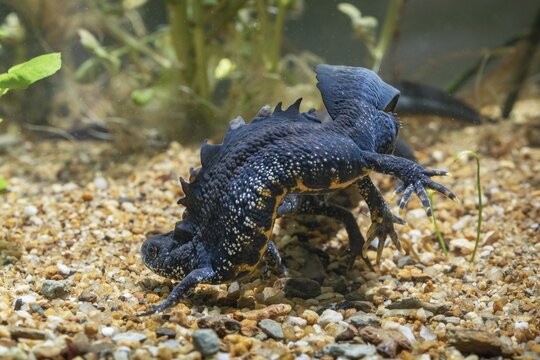 Great crested newt, crested newt, northern crested newt, Triturus cristatus, amphibians, amphibians, courtship, courtship display, amphibians, newts, northern crested newt, warty newt