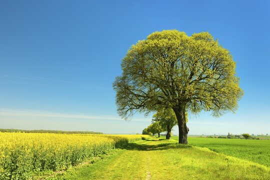 Cultural landscape in spring, old lime trees on a field path between a grain field and a flowering rape field, blue sky, Burgenlandkreis, Saxony-Anhalt, Germany