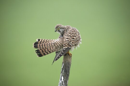 Common kestrel (Falco tinnunculus) female grooming her feathers, Allg&auml;u, Bavaria, Germany