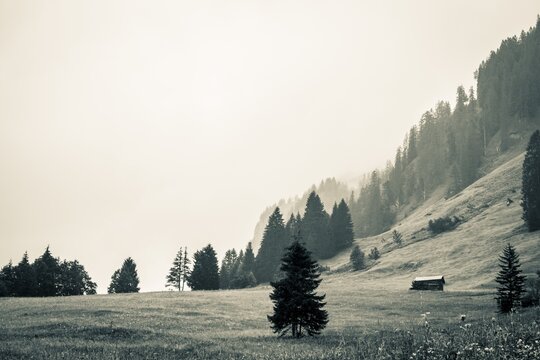 Mountain meadow with trees and small hut, Schoppernau, Bregenzerwald, Vorarlberg, Austria